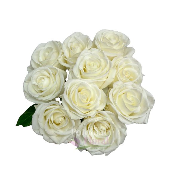 White Tibet Rose Cm Potomac Floral Wholesale